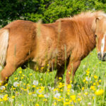 Chevaux Fagotin-1
