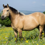 Chevaux Fagotin-10