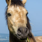 Chevaux Fagotin-11