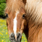 Chevaux Fagotin-2