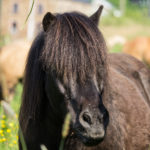 Chevaux Fagotin-7