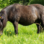 Chevaux Fagotin-8
