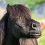 Chevaux Fagotin-9